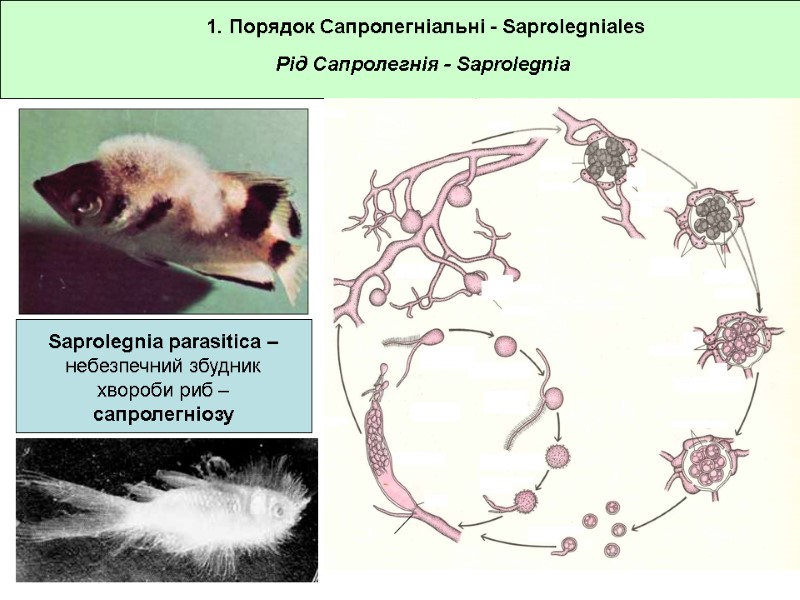 1. Порядок Сапролегніальні - Saprolegniales Saprolegnia parasitica –  небезпечний збудник хвороби риб –